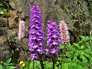 91 Orchidee (Orchis mascula)